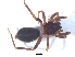  ( - KBGPS32)  @11 [ ] CreativeCommons - Attribution Non-Commercial Share-Alike (2018) Unspecified National Collection of Arachnida (NCA)