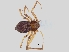  ( - KBGPS60)  @11 [ ] CreativeCommons - Attribution Non-Commercial Share-Alike (2018) Unspecified National Collection of Arachnida (NCA)