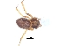  (Philodromus bigibbus - KBGPS53)  @11 [ ] CreativeCommons - Attribution Non-Commercial Share-Alike (2018) Unspecified National Collection of Arachnida (NCA)