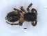  ( - KBGPS215)  @11 [ ] CreativeCommons - Attribution Non-Commercial Share-Alike (2018) Unspecified National Collection of Arachnida (NCA)