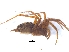  ( - KBGPS44)  @11 [ ] CreativeCommons - Attribution Non-Commercial Share-Alike (2018) Unspecified National Collection of Arachnida (NCA)