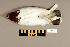  (Lagopus lagopus - UWBM 51659)  @14 [ ] Copyright (2008) Unspecified Burke Museum of Natural History and Culture