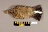  (Lagopus lagopus - UWBM 57879)  @14 [ ] Copyright (2008) Unspecified Burke Museum of Natural History and Culture