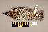  (Tetrastes bonasia - UWBM 51152)  @14 [ ] Copyright (2008) Unspecified Burke Museum of Natural History and Culture