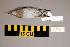  (Calidris subminuta - UWBM 47333)  @14 [ ] Copyright (2008) Unspecified Burke Museum of Natural History and Culture