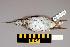  ( - UWBM 66352)  @14 [ ] Copyright (2008) Unspecified Burke Museum of Natural History and Culture
