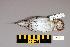  (Tringa totanus - UWBM 59942)  @14 [ ] Copyright (2008) Unspecified Burke Museum of Natural History and Culture