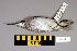  (Tringa brevipes - UWBM 44448)  @13 [ ] Copyright (2008) Unspecified Burke Museum of Natural History and Culture