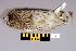  (Asio flammeus - UWBM 51664)  @14 [ ] Copyright (2008) Unspecified Burke Museum of Natural History and Culture
