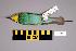  (Merops apiaster - UWBM 56656)  @13 [ ] Copyright (2008) Unspecified Burke Museum of Natural History and Culture
