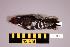  (Dendrocoptes - UWBM 61173)  @14 [ ] Copyright (2008) Unspecified Burke Museum of Natural History and Culture