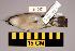  ( - UWBM 61097)  @13 [ ] Copyright (2008) Unspecified Burke Museum of Natural History and Culture