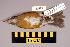  (Turdus chrysolaus - UWBM 47578)  @14 [ ] Copyright (2008) Unspecified Burke Museum of Natural History and Culture