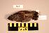  (Turdus naumanni - UWBM 51892)  @14 [ ] Copyright (2008) Unspecified Burke Museum of Natural History and Culture