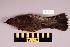  (Turdus torquatus - UWBM 61213)  @14 [ ] Copyright (2008) Unspecified Burke Museum of Natural History and Culture