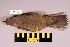  (Turdus viscivorus - UWBM 57249)  @14 [ ] Copyright (2008) Unspecified Burke Museum of Natural History and Culture