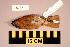 (Phoenicurus erythronotus - UWBM 67651)  @13 [ ] Copyright (2008) Unspecified Burke Museum of Natural History and Culture