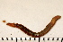  ( - 11BIOAK-0919)  @13 [ ] CreativeCommons - Attribution (2011) BOLD Centre for Biodiversity Genomics