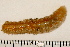  ( - 11BIOAK-0965)  @12 [ ] CreativeCommons - Attribution (2011) BOLD Centre for Biodiversity Genomics