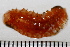  ( - 11BIOAK-0966)  @12 [ ] CreativeCommons - Attribution (2011) BOLD Centre for Biodiversity Genomics