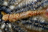  ( - 11BIOAK-1034)  @13 [ ] CreativeCommons - Attribution (2011) BOLD Centre for Biodiversity Genomics