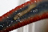  ( - 11BIOAK-1036)  @12 [ ] CreativeCommons - Attribution (2011) BOLD Centre for Biodiversity Genomics