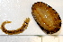  ( - 11BIOAK-1039)  @12 [ ] CreativeCommons - Attribution (2011) BOLD Centre for Biodiversity Genomics