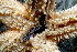  ( - 11BIOAK-1178)  @13 [ ] CreativeCommons - Attribution (2011) BOLD Centre for Biodiversity Genomics