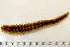  ( - 11BIOAK-1178)  @13 [ ] CreativeCommons - Attribution (2011) BOLD Centre for Biodiversity Genomics