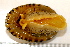  ( - 11BIOAK-1179)  @13 [ ] CreativeCommons - Attribution (2011) BOLD Centre for Biodiversity Genomics