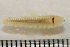  ( - 11BIOAK-1180)  @12 [ ] CreativeCommons - Attribution (2011) BOLD Centre for Biodiversity Genomics