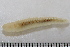  ( - 11BIOAK-1181)  @13 [ ] CreativeCommons - Attribution (2011) BOLD Centre for Biodiversity Genomics