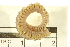  ( - 11BIOAK-1195)  @13 [ ] CreativeCommons - Attribution (2011) CBG Photography Group Centre for Biodiversity Genomics