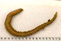  ( - 11BIOAK-1479)  @13 [ ] CreativeCommons - Attribution (2011) BOLD Centre for Biodiversity Genomics