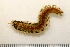  (Arctonoe vittata - 11BIOAK-0818)  @14 [ ] CreativeCommons - Attribution (2011) BOLD Centre for Biodiversity Genomics