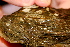  ( - 11BIOAK-0819)  @12 [ ] CreativeCommons - Attribution (2011) BOLD Centre for Biodiversity Genomics