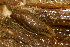  ( - 11BIOAK-0819)  @12 [ ] CreativeCommons - Attribution (2011) BOLD Centre for Biodiversity Genomics