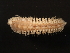  ( - 11BIOAK-0966)  @13 [ ] CreativeCommons - Attribution (2011) CBG Photography Group Centre for Biodiversity Genomics