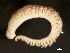  ( - 11BIOAK-0967)  @12 [ ] CreativeCommons - Attribution (2011) CBG Photography Group Centre for Biodiversity Genomics