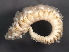  ( - 11BIOAK-0969)  @13 [ ] CreativeCommons - Attribution (2011) CBG Photography Group Centre for Biodiversity Genomics