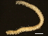  ( - 11BIOAK-1031)  @13 [ ] CreativeCommons - Attribution (2011) CBG Photography Group Centre for Biodiversity Genomics