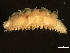  ( - 11BIOAK-1035)  @14 [ ] CreativeCommons - Attribution (2011) CBG Photography Group Centre for Biodiversity Genomics