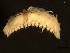  ( - 11BIOAK-1037)  @13 [ ] CreativeCommons - Attribution (2011) CBG Photography Group Centre for Biodiversity Genomics