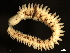  ( - 11BIOAK-1041)  @14 [ ] CreativeCommons - Attribution (2011) CBG Photography Group Centre for Biodiversity Genomics