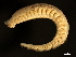  (Arctonoe cf. vittata - 11BIOAK-1042)  @14 [ ] CreativeCommons - Attribution (2011) CBG Photography Group Centre for Biodiversity Genomics