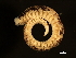  ( - 11BIOAK-1044)  @13 [ ] CreativeCommons - Attribution (2011) CBG Photography Group Centre for Biodiversity Genomics