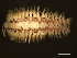  ( - 11BIOAK-1233)  @13 [ ] CreativeCommons - Attribution (2011) CBG Photography Group Centre for Biodiversity Genomics