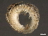  ( - 11BIOAK-1302)  @14 [ ] CreativeCommons - Attribution (2011) CBG Photography Group Centre for Biodiversity Genomics