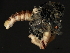 ( - 11BIOAK-1322)  @12 [ ] CreativeCommons - Attribution (2011) CBG Photography Group Centre for Biodiversity Genomics