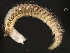  ( - 11BIOAK-1332)  @14 [ ] CreativeCommons - Attribution (2011) CBG Photography Group Centre for Biodiversity Genomics